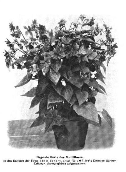 B. ‘Perle des Multiflores’